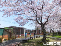 ときわ公園(リニューアル前)の桜