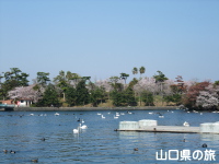 常盤湖周辺の桜