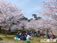 ときわ公園桜山の桜