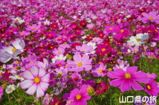 厚東ふれあいセンターのコスモス