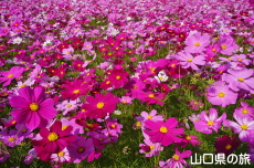 厚東ふれあいセンターのコスモス