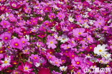 �����ӂꂠ���Z���^�[�̃R�X���X