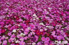 �����ӂꂠ���Z���^�[�̃R�X���X