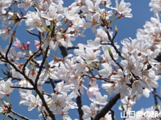 ���Ð��_�Ђ̒W�n��