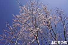 ���Ð��_�Ђ̒W�n��