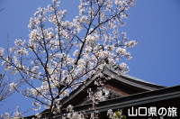 中津瀬神社の淡墨桜