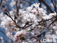 中津瀬神社の淡墨桜