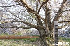 �a�����̍�