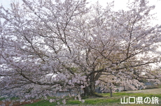 �a�����̍�