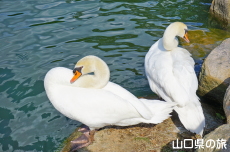 ときわ公園のハクチョウ