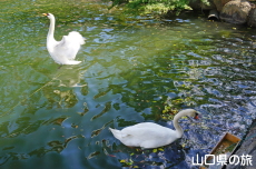 ときわ公園のハクチョウ