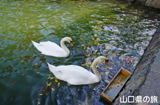 ときわ公園のハクチョウ