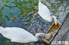 ときわ公園のハクチョウ