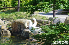 ときわ公園のハクチョウ