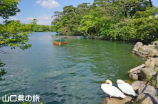 ときわ公園のハクチョウ