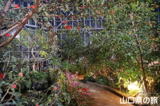 植物館ライトアップ