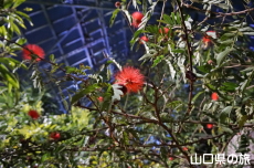 植物館ライトアップ
