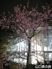 アーモンドの花