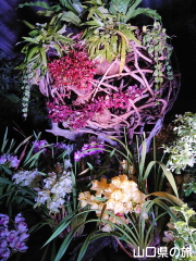 植物館ライトアップ