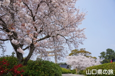 �{�������{�̍�