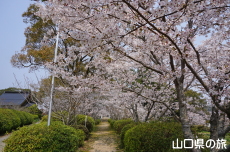 �{�������{�̍�