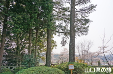 �O�؂̕v�w��