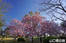 ときわ公園のモクレン