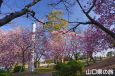 ときわ公園のモクレン