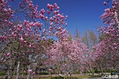 ときわ公園のシモクレン