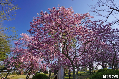 ときわ公園のモクレン