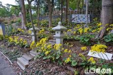柿本人麻呂神社のツワブキ