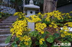 柿本人麻呂神社のツワブキ