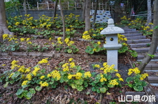 柿本人麻呂神社のツワブキ
