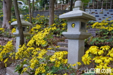 柿本人麻呂神社のツワブキ