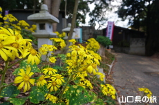 柿本人麻呂神社のツワブキ