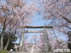 宇部護国神社の桜