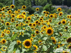 �S�b�z�̒�