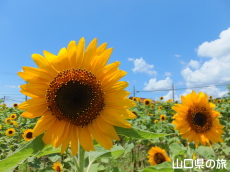 �S�b�z�̒�