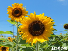 �S�b�z�̒�