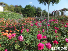 蜂ヶ峯総合公園のバラ園in2015
