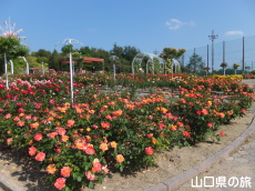 蜂ヶ峯総合公園のバラ園in2015