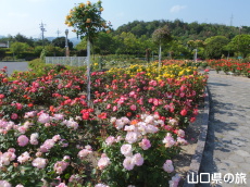 蜂ヶ峯総合公園のバラ園in2015