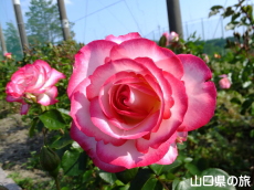 蜂ヶ峯総合公園のバラ園in2015