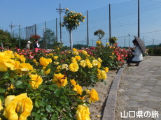 蜂ヶ峯総合公園のバラ園in2015