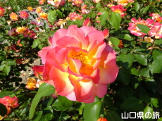 蜂ヶ峯総合公園のバラ園in2015