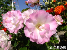 蜂ヶ峯総合公園のバラ園in2015