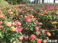 蜂ヶ峯総合公園のバラ園in2015