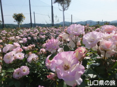 蜂ヶ峯総合公園のバラ園in2015
