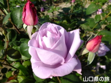 蜂ヶ峯総合公園のバラ園in2015