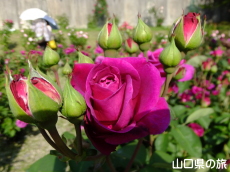 蜂ヶ峯総合公園のバラ園in2015